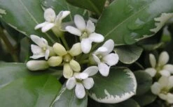 Variegated Pittosporum - Japanese Mock Orange - 1 Gallon Pot -Garden Plants Shop Pittosporum Variegated Flowers 1