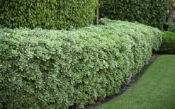 Variegated Pittosporum - Japanese Mock Orange - 1 Gallon Pot -Garden Plants Shop Pittosporum variegated 50