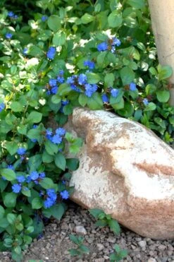 Hardy Blue Plumbago (Ceratostigma Plumbaginoides) - 5 Pack Of Quart Pots -Garden Plants Shop Plumbago Ceratostigma Rev 500x750 1