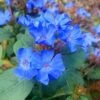 Hardy Blue Plumbago (Ceratostigma Plumbaginoides) - 5 Pack Of Quart Pots -Garden Plants Shop Plumbago Hardy Blue 20