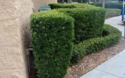 Maki Podocarpus Columnar Yew - 3 Gallon Pot -Garden Plants Shop Podocarpus Maki 1