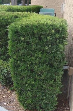 Maki Podocarpus Columnar Yew - 3 Gallon Pot -Garden Plants Shop Podocarpus Maki 1 500x750 1