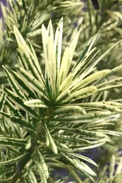 Roman Candles Podocarpus Macrophyllus - 3 Gallon Pot -Garden Plants Shop Podocarpus Roman Candle 2