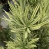 Roman Candles Podocarpus Macrophyllus - 3 Gallon Pot -Garden Plants Shop Podocarpus Roman Candle 3