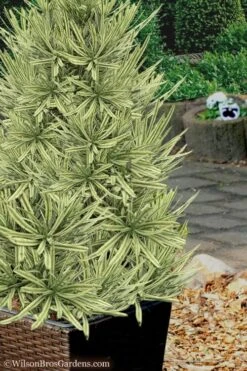 Roman Candles Podocarpus Macrophyllus - 3 Gallon Pot -Garden Plants Shop Podocarpus Roman Candle 7