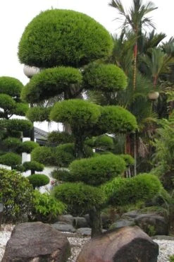 Podocarpus Macrophyllus Upright Yew - 6 Pack Of 1 Gallon Pots -Garden Plants Shop Podocarpus Upright Yew 10