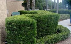 Podocarpus Macrophyllus Upright Yew - 6 Pack Of 1 Gallon Pots -Garden Plants Shop Podocarpus Upright Yew 11