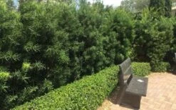 Podocarpus Macrophyllus Upright Yew - 6 Pack Of 1 Gallon Pots -Garden Plants Shop Podocarpus Upright Yew 12