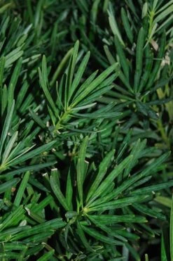 Podocarpus Macrophyllus Upright Yew - 6 Pack Of 1 Gallon Pots -Garden Plants Shop Podocarpus Upright Yew 13