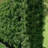 Podocarpus Macrophyllus Upright Yew - 6 Pack Of 1 Gallon Pots -Garden Plants Shop Podocarpus Upright Yew 15