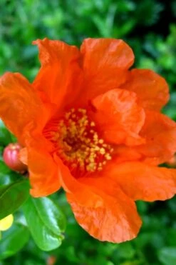 Russian 26 Cold Hardy Pomegranate - 3 Gallon Pot -Garden Plants Shop Pomegranate Russian 26 11