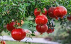 Russian 26 Cold Hardy Pomegranate - 3 Gallon Pot -Garden Plants Shop Pomegranate Russian 26 12