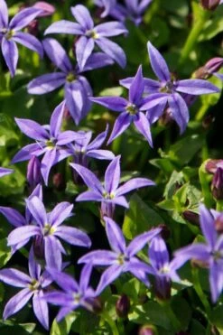 County Park Pratia (Blue Star Creeper) - 6 Pack Of Pint Pots -Garden Plants Shop Pratia Country Park Blue Star Creeper 1