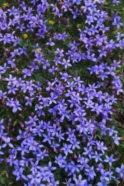County Park Pratia (Blue Star Creeper) - 10 Pack Of 4" Pots -Garden Plants Shop Pratia Country Park Blue Star Creeper 4