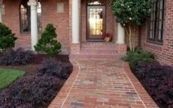 Purple Pixie Loropetalum - 1 Gallon Pot -Garden Plants Shop Purple Pixie Loropetalum Border