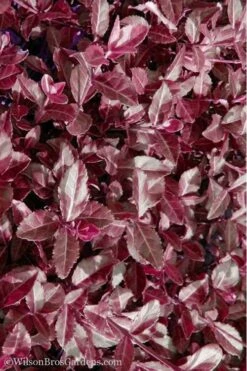 Purple Wintercreeper (Euonymus Fortunei 'Coloratus') - 36 Pack Of Pint Pots -Garden Plants Shop Purple Wintercreeper 7