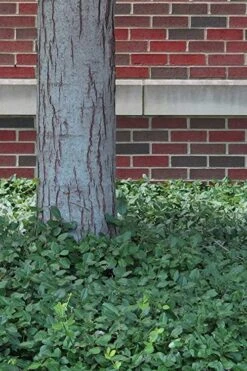 Purple Wintercreeper (Euonymus Fortunei 'Coloratus') - 36 Pack Of Pint Pots -Garden Plants Shop Purple Wintercreeper 8