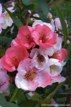 Toyo Nishiki Flowering Quince - Chaenomeles Speciosa - 2 Gallon Pot -Garden Plants Shop Quince Toyo Nishiki 2