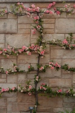 Toyo Nishiki Flowering Quince - Chaenomeles Speciosa - 5 Gallon Pot -Garden Plants Shop Quince Toyo Nishiki 4 1