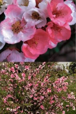 Toyo Nishiki Flowering Quince - Chaenomeles Speciosa - 5 Gallon Pot -Garden Plants Shop Quince Toyo Nishiki 6 1