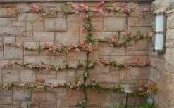 Toyo Nishiki Flowering Quince - Chaenomeles Speciosa - 5 Gallon Pot -Garden Plants Shop Quince Toyo Nishiki 9 1