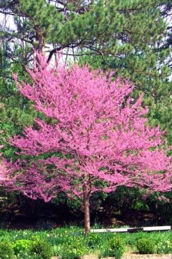 Carolina Sweetheart Eastern Redbud Tree - 5 Gallon Pot -Garden Plants Shop Redbud Carolina Sweetheart 14 1