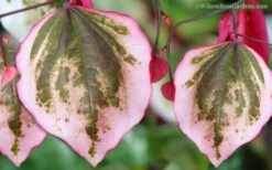 Carolina Sweetheart Eastern Redbud Tree - 3 Gallon Pot -Garden Plants Shop Redbud Carolina Sweetheart 9