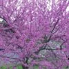 Eastern Redbud - 3 Gallon Pot -Garden Plants Shop Redbud Tree Eastern 500x750 2