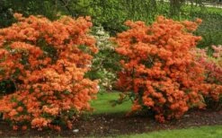 Gibraltar Azalea (Rhododendron) - 3 Gallon Pot -Garden Plants Shop Rhododendron Gibraltar 1