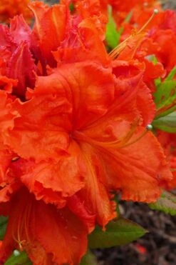 Gibraltar Azalea (Rhododendron) - 3 Gallon Pot -Garden Plants Shop Rhododendron Gibraltar 4