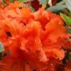 Gibraltar Azalea (Rhododendron) - 3 Gallon Pot -Garden Plants Shop Rhododendron Gibraltar 5