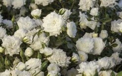 White Drift Rose - 3 Gallon Pot -Garden Plants Shop Ride White Drift Blooms