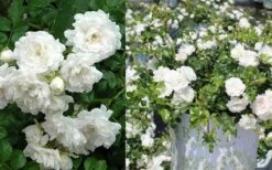 White Drift Rose - 3 Gallon Pot -Garden Plants Shop Ride White Drift Blooms 3