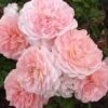 Apricot Drift Dwarf Rose - 3 Gallon Pot -Garden Plants Shop Rose Apricot Drift Rose BS