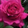 Brindabella Purple Prince Shrub Rose - 2 Gallon Pot -Garden Plants Shop Rose Brindabella Purple Prince 1 2