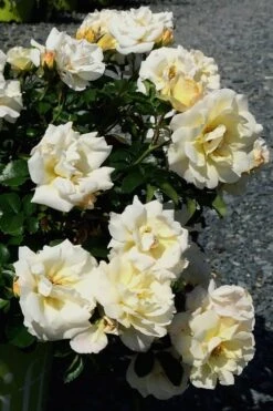 Popcorn Drift Groundcover Rose - 2 Gallon Pot -Garden Plants Shop Rose Drift Popcorn 10