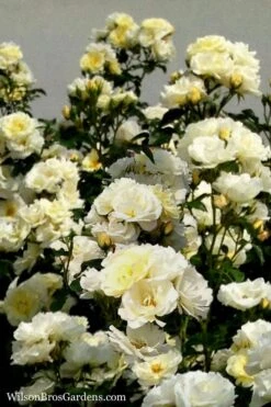 Popcorn Drift Groundcover Rose - 2 Gallon Pot -Garden Plants Shop Rose Drift Popcorn 16