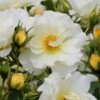 Popcorn Drift Groundcover Rose - 2 Gallon Pot -Garden Plants Shop Rose Drift Popcorn 19