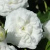 White Drift Rose - 3 Gallon Pot -Garden Plants Shop Rose Drift White 10