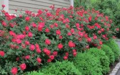 Original Red Knock Out Rose - 1 Gallon Pot -Garden Plants Shop Rose Knock Out Original 51