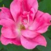 Pink Knock Out Rose - 1 Gallon Pot -Garden Plants Shop Rose Knock Out Pink 5 1