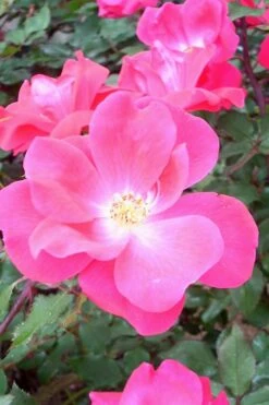 Pink Knock Out Rose - 1 Gallon Pot -Garden Plants Shop Rose Knock Out Pink 6 1