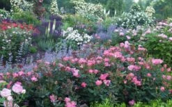 Pink Knock Out Rose - 3 Gallon Pot -Garden Plants Shop Rose Knock Out Pink 8