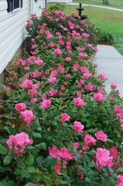 Pink Knock Out Rose - 1 Gallon Pot -Garden Plants Shop Rose Knock Out Pink 9 1