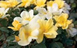 Sunny Yellow Knock Out Rose - 1 Gallon Pot -Garden Plants Shop Rose Knock Out Sunny 11