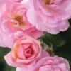 Peachy Knock Out Rose - 3 Gallon Pot -Garden Plants Shop Rose Knock Peachy 5