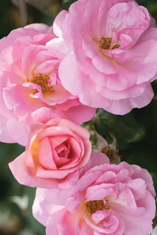 Peachy Knock Out Rose - 3 Gallon Pot 3 Peachy Knock Out Rose - 3 Gallon Pot