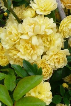 Lady Banks Yellow Rose - 1 Gallon Pot -Garden Plants Shop Rose Lady Banks Yellow 20