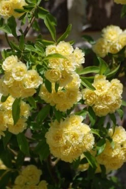 Lady Banks Yellow Rose - 3 Gallon Pot -Garden Plants Shop Rose Lady Banks Yellow 21 1