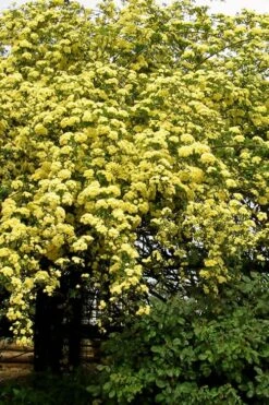 Lady Banks Yellow Rose - 3 Gallon Pot -Garden Plants Shop Rose Lady Banks Yellow 25 1